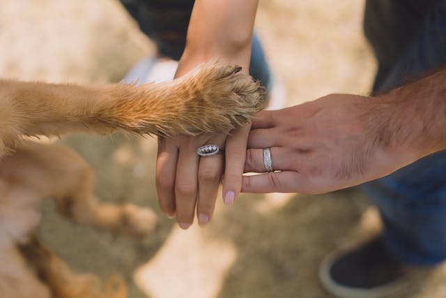 Mutuelle animaux : quelle couverture pour les accidents ?