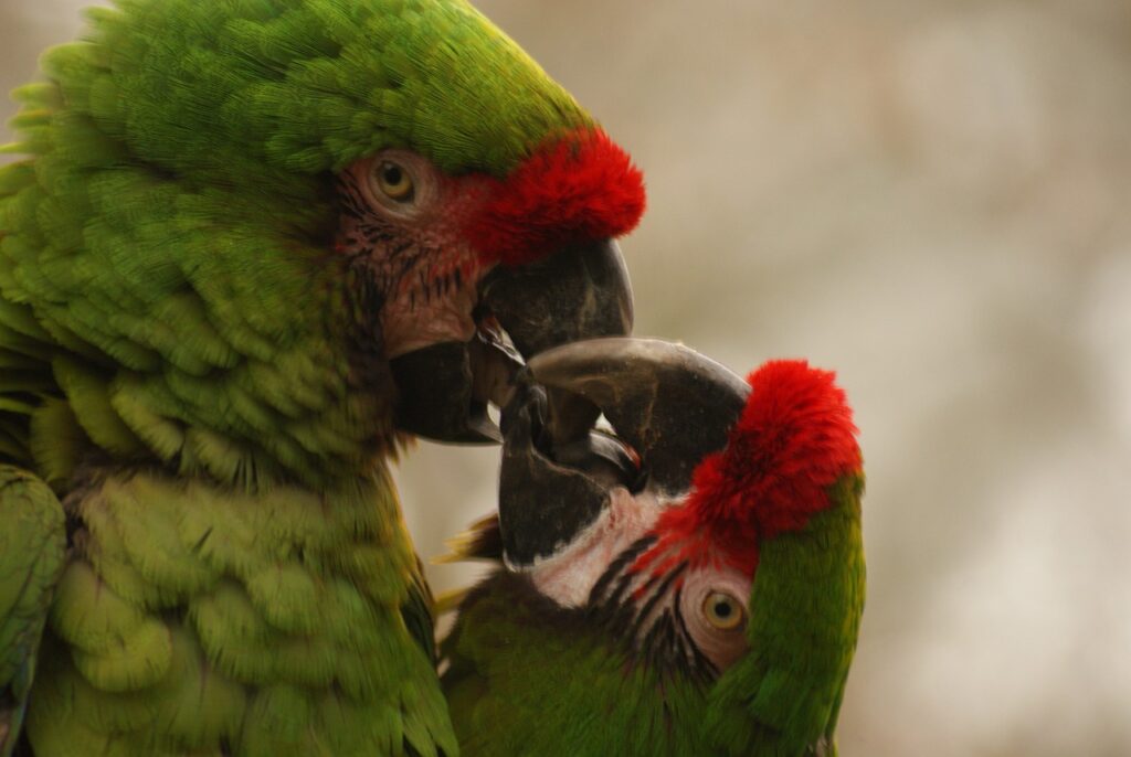 Animaux exotiques 